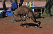 Emu raiding the camping area