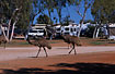 Emus raiding the camping area
