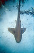 Leopard Shark resting on the seafloor with a Slender suckerfish attached