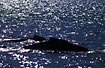 Humpback Whales in backlight