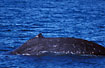 Humpback Whale with evident hump