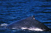 Humpback Whale with evident hump