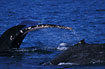 Humpbackwhales up close