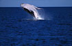 Photo ofHumpback Whale (Megaptera novaeangliae). Photographer: 