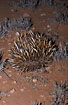 Echidna poking its snout out from behind the spines