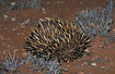Echidna with the long snout pokin out from benith the spines