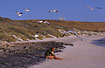 Girl on the beach with gulls