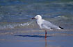 Silver Gull at the seashore