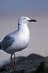 Silver Gull up close