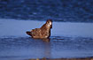 Immature Pacific Gull fouraging