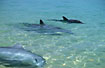 Dolphins close to the seashore