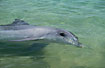 Photo ofBottle-nosed Dolphin (Tusiops truncatus). Photographer: 