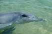 Curious dolphin