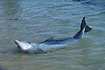 Young dolphin playing
