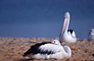 Pelicans resting on the beach