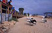 Photo ofAustralian Pelican (Pelecanus conspicillatus). Photographer: 