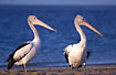 Pelicans in evening light