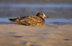 Immature Pacific Gull resting on the beach