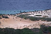 Colony of cormorants on island