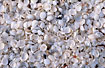 Close-up of Shell Beach - a beach consisting mainly of Cardiid cockles (Fragum erugatum)