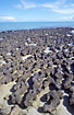 Stromatolites - ancient colonies of bacteria