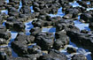 Stromatolites - ancient colonies of bacteria