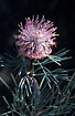 Photo ofSpreading Cone Bush (Isopogon divergens). Photographer: 