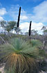 Grass Trees with large inflorescenses