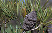 Cone of Burdetts Banksia