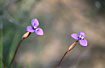 Foto af  (Patersonia occidentalis). Fotograf: 