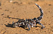 The small and harmless Thorny Devil with the fearsome look
