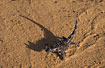 Silhouette og the small and harmless Thorny Devil with the fearsome look