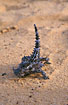 The small and harmless Thorny Devil with the fearsome look