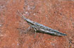 An australian grashopper