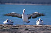 Pelican streching its wings 