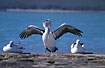 Foto af Australsk pelikan (Pelecanus conspicillatus). Fotograf: 