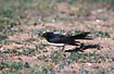 The lovely "Willie Wagtail"