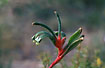 Red and Green Kangaroo Paw