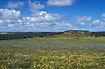 Flower fields north of Perth