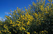 Wattles (Acasia sp.)