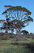 Eucalypt with a beatiful crown