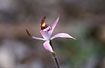 Photo ofPink Candy Orchid (Caladenia hirta rosea). Photographer: 