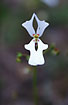 Photo ofBook Triggerplant (Stylidium calcaratum). Photographer: 