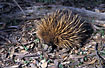 Echidna showing its large snout