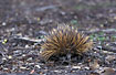 Echidna looking for food on the forest floor