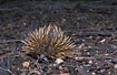 Echidna fouraging on the forest floor