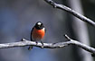Photo ofScarlet Robin (Petroica multicolor). Photographer: 