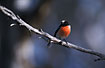 Photo ofScarlet Robin (Petroica multicolor). Photographer: 