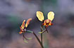 Photo ofCommon Donkey Orchid/Wallflower Orchid (Diurus corymbosa). Photographer: 