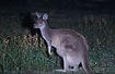 Kangaroo with big poutch after dark